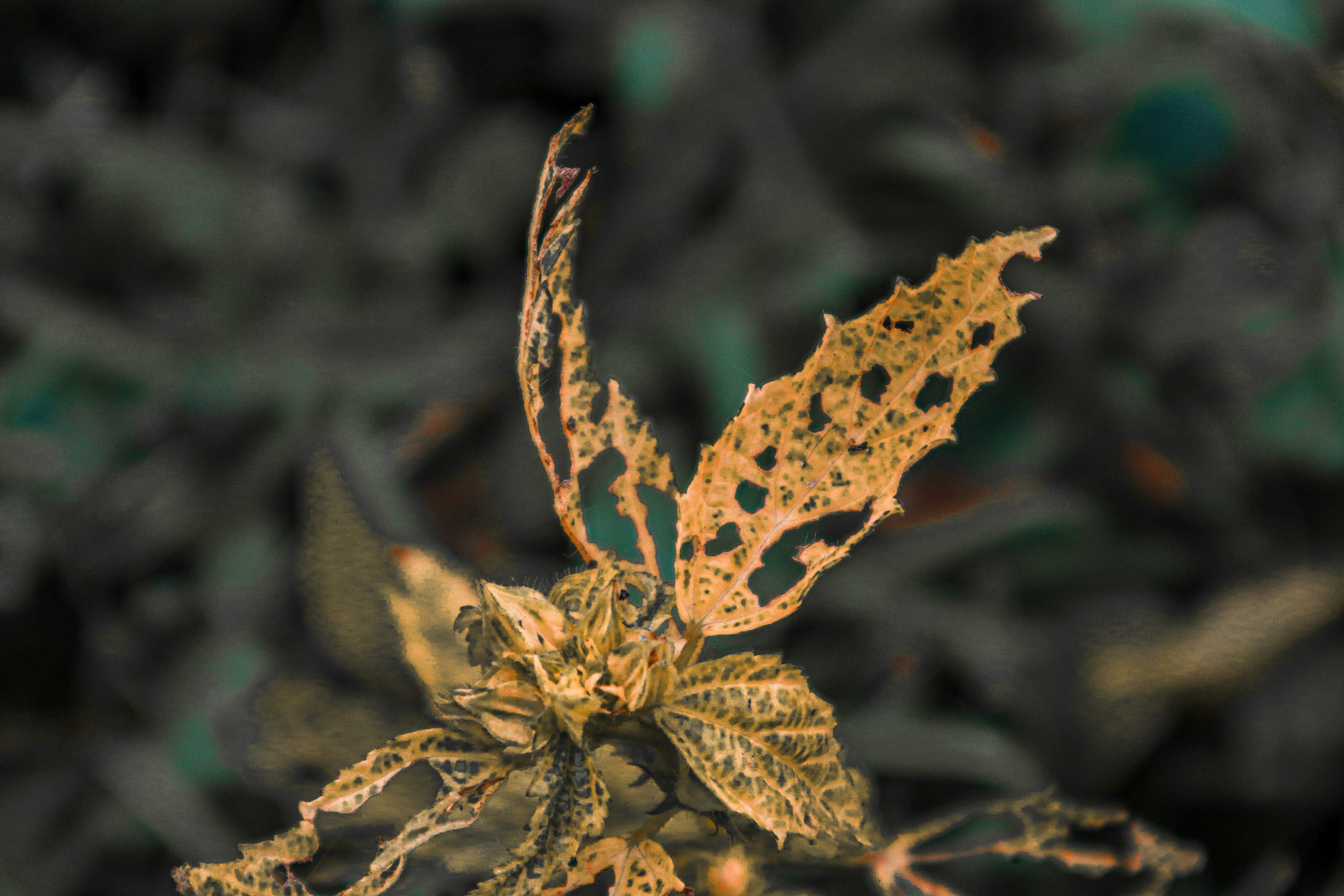 brown dried leaf in tilt shift lens